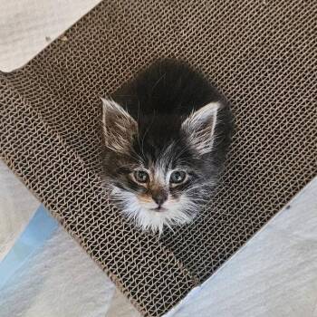Bear -  Domestic Long Hair Cat for Adoption in Jacksonville, Oregon - Bear | PetCurious
