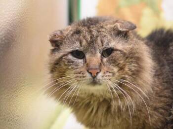 Domestic Medium Hair Cats Available for Adoption in Portland, Oregon - Possom | PetCurious