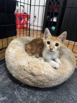 Beer -  Domestic Short Hair Cat for Adoption in Augusta, Georgia - Beer | PetCurious