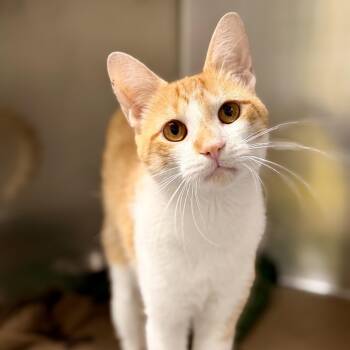 Cheddar -  Domestic Short Hair Cat for Adoption in Jackson Township, New Jersey - Cheddar | PetCurious