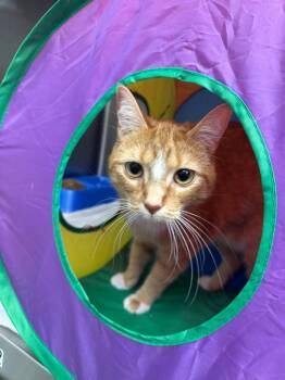 Cindy Lou Who -  Domestic Short Hair Cat for Adoption in Lake City, Arkansas - Cindy Lou Who | PetCurious