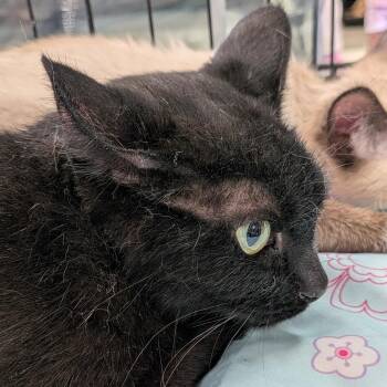 Tipsy -  Domestic Short Hair Cat for Adoption in Eugene, Oregon - Tipsy | PetCurious