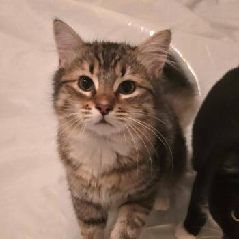 Domestic Medium Hair Cats Available for Adoption - Chantilly (Bonded With Monkey) | PetCurious