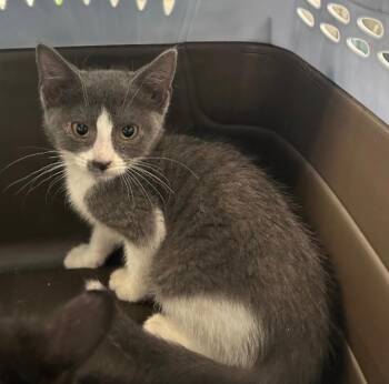 Cornelia -  Domestic Short Hair Cat for Adoption in Cumming, Georgia - Cornelia | PetCurious