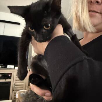 Dakota -  Burmese Cat for Adoption in Las Vegas, Nevada - Dakota | PetCurious