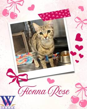 Rescue Domestic Short Hair Cats for Adoption in Watauga, Texas - Fionna Rose | PetCurious