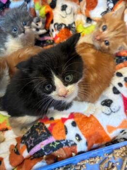 Domestic Short Hair Cats Available for Adoption in Pine Grove, Pennsylvania - Charlie Brown | PetCurious