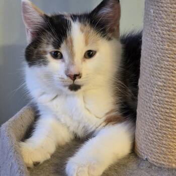 Calico Cats Available for Adoption - Miyu - Sweet & Beautiful! | PetCurious