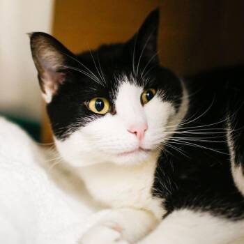 Domestic Short Hair Cats Available for Adoption in Dover, New Hampshire - Ozzy | PetCurious