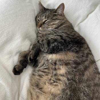 Luna -  Domestic Short Hair Cat for Adoption in Granville, Ohio - Luna | PetCurious