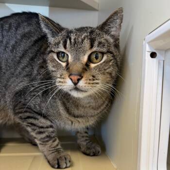 Domestic Short Hair Cats Available for Adoption in Cody, Wyoming - Artichoke | PetCurious