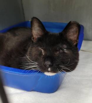 Boots -  Domestic Short Hair Cat for Adoption in Portage, Wisconsin - Boots | PetCurious