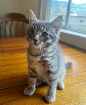 Artemis -  Domestic Short Hair Cat for Adoption in Logan, Utah - Artemis | PetCurious