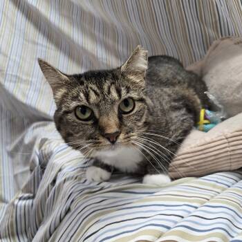 Rescue Domestic Short Hair Cats for Adoption in Richmond, Kentucky - Theodora | PetCurious