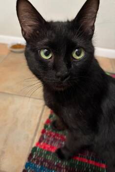 Jane -  Domestic Short Hair Cat Available for Adoption in Albuquerque, New Mexico - Jane | PetCurious