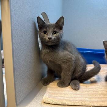 Spike -  Domestic Short Hair Cat for Adoption in Pittsburgh, Pennsylvania - Spike | PetCurious