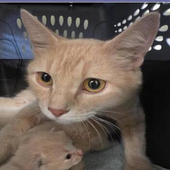 Spooky -  Domestic Short Hair Cat for Adoption in Grantsville, Utah - Spooky | PetCurious