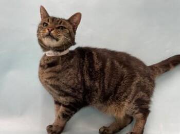 Whitney Houston -  Domestic Short Hair Cat for Adoption in Minneapolis, Minnesota - Whitney Houston | PetCurious