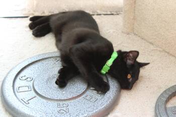 Emma -  Domestic Short Hair Cat for Adoption in Mayfield, New York - Emma | PetCurious