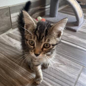 Aria -  Domestic Short Hair Cat for Adoption in West Des Moines, Iowa - Aria | PetCurious