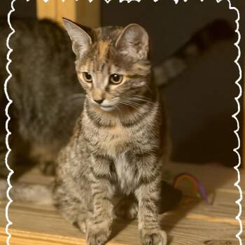 Patches -  Tabby and Calico Cat for Adoption in Wyandotte, Michigan - Patches | PetCurious