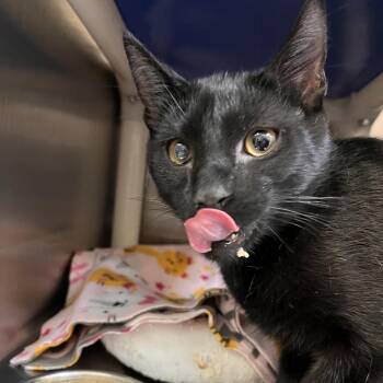 Uno -  Domestic Short Hair Cat for Adoption in Kanab, Utah - Uno | PetCurious