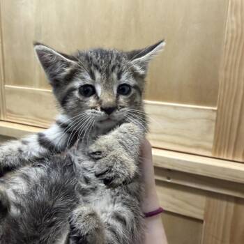 Lux -  Domestic Short Hair Cat for Adoption in Idaho Falls, Idaho - Lux | PetCurious