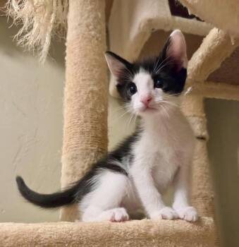 Toe Bean -  Domestic Short Hair Cat for Adoption in Green Valley, Arizona - Toe Bean | PetCurious