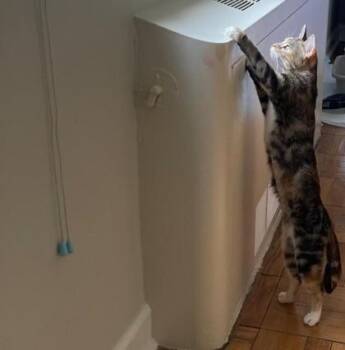 Domestic Short Hair Cats Available for Adoption - Aries | PetCurious