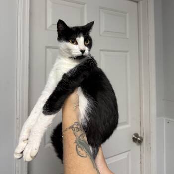 Rescue Tuxedo Cats for Adoption in Columbia, South Carolina - Charlie | PetCurious