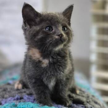 Georgia -  Domestic Short Hair Cat for Adoption in Hackett, Arkansas - Georgia | PetCurious