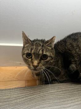 Rescue Domestic Short Hair Cats for Adoption in Pawtucket, Rhode Island - Aggie | PetCurious