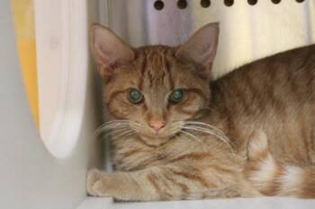 Domestic Short Hair Cats Available for Adoption in Kansas City, Missouri - Squeaky | PetCurious