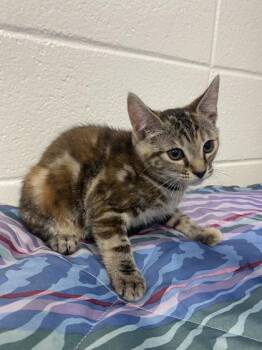 Neferata -  Domestic Short Hair Cat for Adoption in Spruce Pine, North Carolina - Neferata | PetCurious