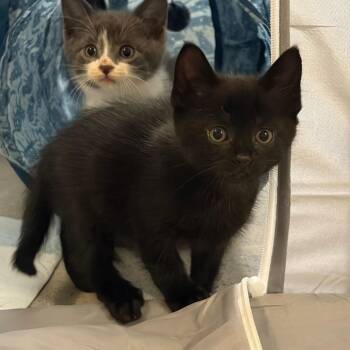 Midnight -  Domestic Short Hair Cat for Adoption - Midnight | PetCurious