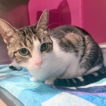 Whinnie -  Domestic Short Hair Cat for Adoption in Titusville, Florida - Whinnie | PetCurious