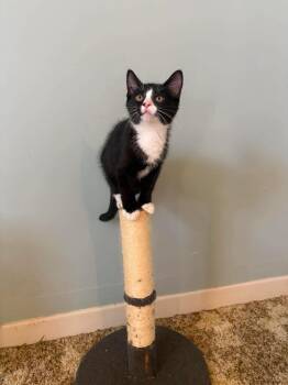 POLIWAG -  Tuxedo Cat for Adoption in Shakespeare, Ontario - POLIWAG | PetCurious