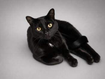 Ebony -  Domestic Short Hair Cat for Adoption in Bowling Green, Kentucky - Ebony | PetCurious