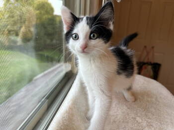 Rescue Domestic Short Hair Cats for Adoption in Livonia, Michigan - Bg Litter Diamond | PetCurious