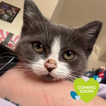 Tinkerbell -  Domestic Short Hair Cat for Adoption in Chicago, Illinois - Tinkerbell | PetCurious