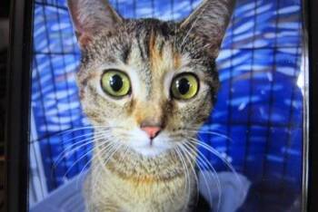 Domestic Short Hair Cats Available for Adoption in West Memphis, Arkansas - Olivia | PetCurious