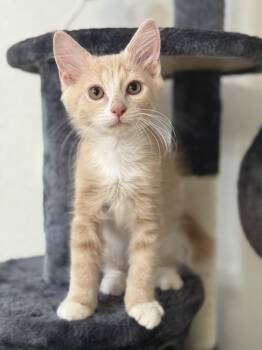 Rescue Domestic Medium Hair and Ragdoll Cats for Adoption in New Smyrna Beach, Florida - Piko | PetCurious