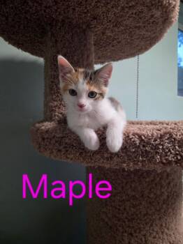 Maple -  Domestic Short Hair Cat for Adoption in Blaine, Minnesota - Maple | PetCurious