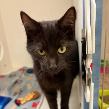 Domestic Short Hair Cats Available for Adoption in Nashville, Tennessee - Isaiah | PetCurious