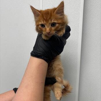 Cheddar -  Domestic Long Hair Cat for Adoption in Abilene, Texas - Cheddar | PetCurious