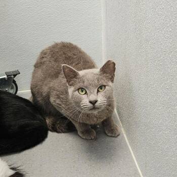 Moxie -  Domestic Short Hair Cat for Adoption in Lakewood, Colorado - Moxie | PetCurious
