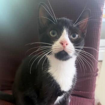 Felix -  Domestic Short Hair Cat for Adoption in Mocksville, North Carolina - Felix | PetCurious