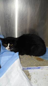 Rylah -  Domestic Short Hair Cat for Adoption in Cincinnati, Ohio - Rylah | PetCurious