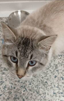 Rescue Domestic Medium Hair and Siamese Cats for Adoption in Bay City, Michigan - Ivan | PetCurious