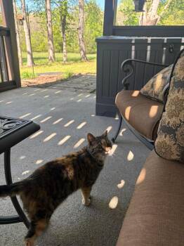 Domestic Short Hair Cats Available for Adoption in Social Circle, Georgia - Dora | PetCurious